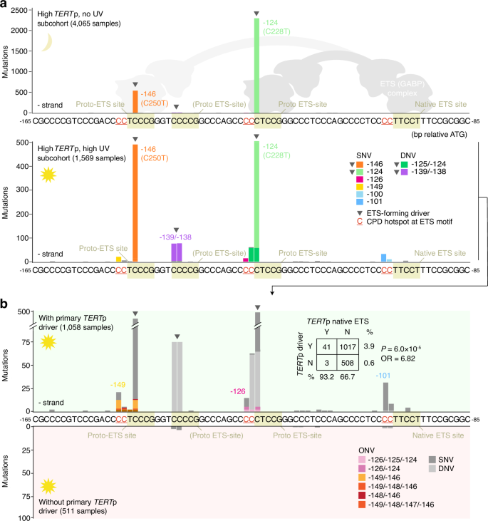 Fig. 2: Atypical TERTp mutations arise at pre-existing or de novo-formed UV hotspot positions.