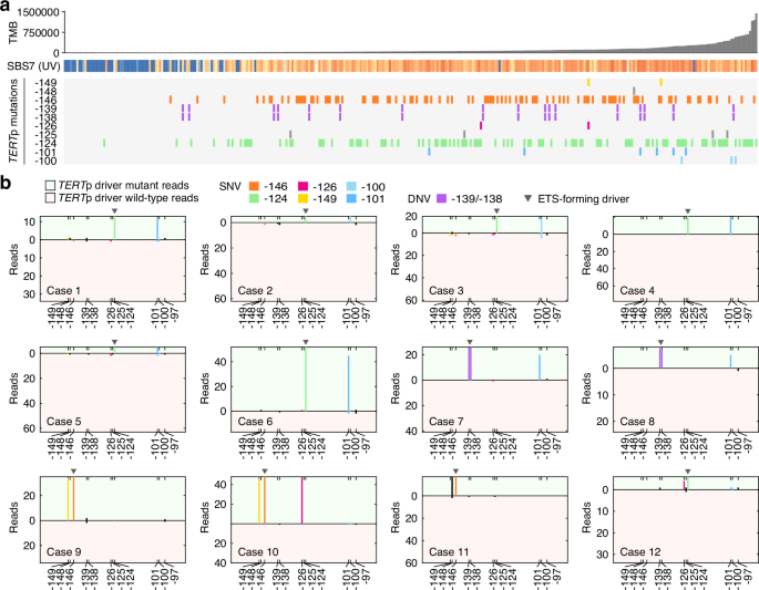 Fig. 4: Atypical TERTp mutations co-occur in cis with canonical drivers in 100k Genomes melanomas.