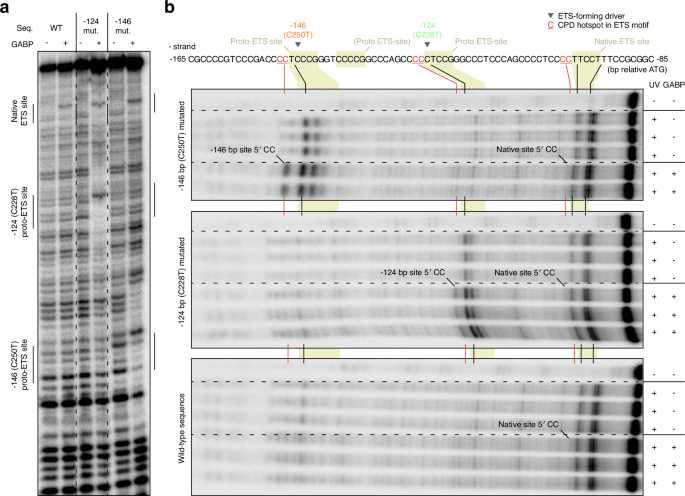 Fig. 5: Binding of GABP to the TERTp promotes UV damage formation at ETS hotspot sites in vitro.