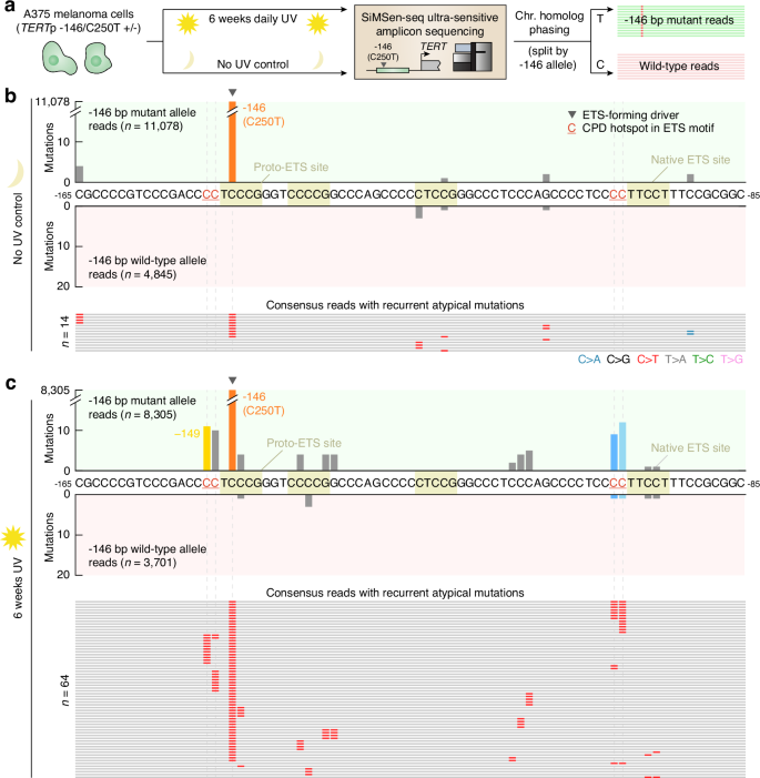 Fig. 6: UV exposure of A375 melanoma cells introduces mutations at predicted TERTp UV hotspot positions specifically on the −146 bp (C250T) mutated chromosome homologue.