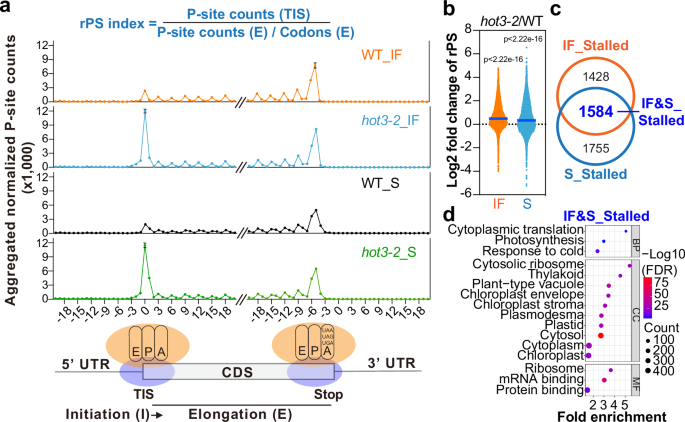 Fig. 1: Ribosome profiling revealed defects in the transition from translation initiation to elongation in hot3-2.