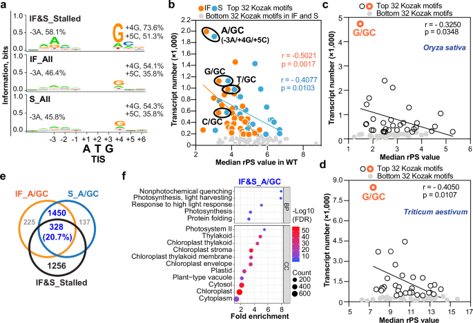 Fig. 2: Transcripts with the predominant Kozak motif possess high efficiency in the transition from translation initiation to elongation.