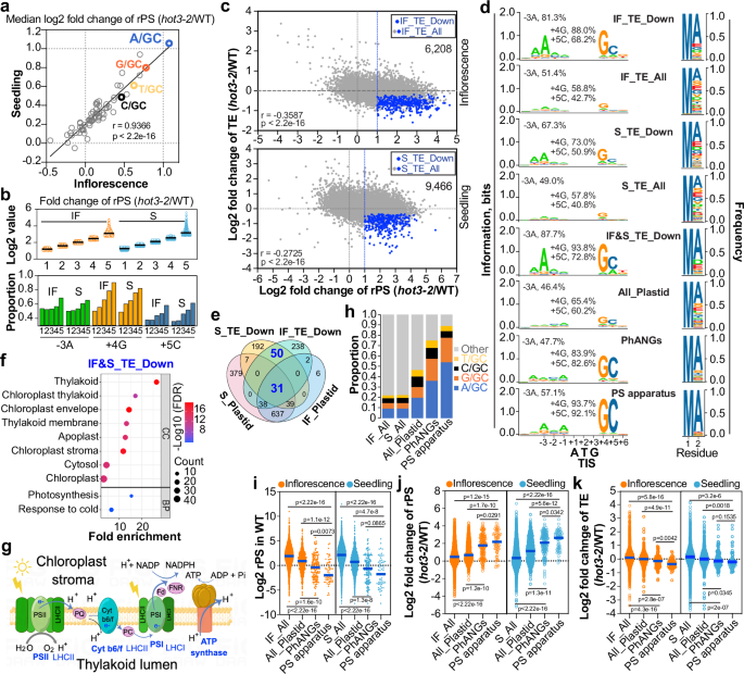 Fig. 3: Defective I-E transition in hot3-2 lowers the translational efficiency of transcripts with the A/GC-type Kozak motif.