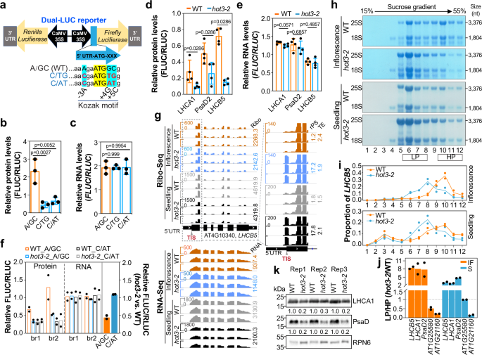 Fig. 4: The A/GC-type Kozak motif relies on HOT3 to achieve high translation efficiency.