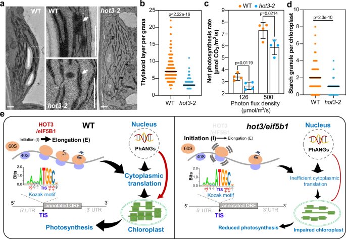 Fig. 5: HOT3/eIF5B1-mediated translation initiation is required for chloroplast development and photosynthesis.