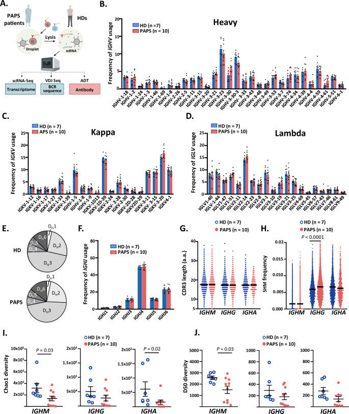 Fig. 2: Reduced diversity in BCR repertoire of PAPS patients.