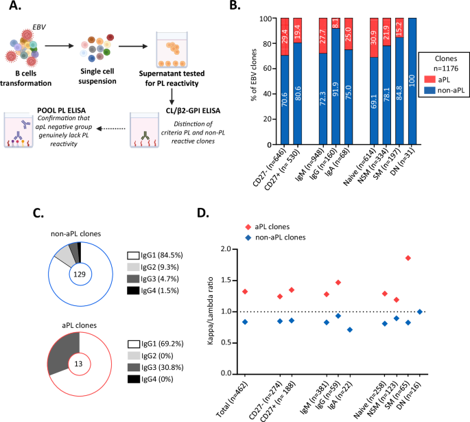 Fig. 3: PL-reactive B cells are part of the natural repertoire and persist after the naive B cell stage in triple-positive PAPS.