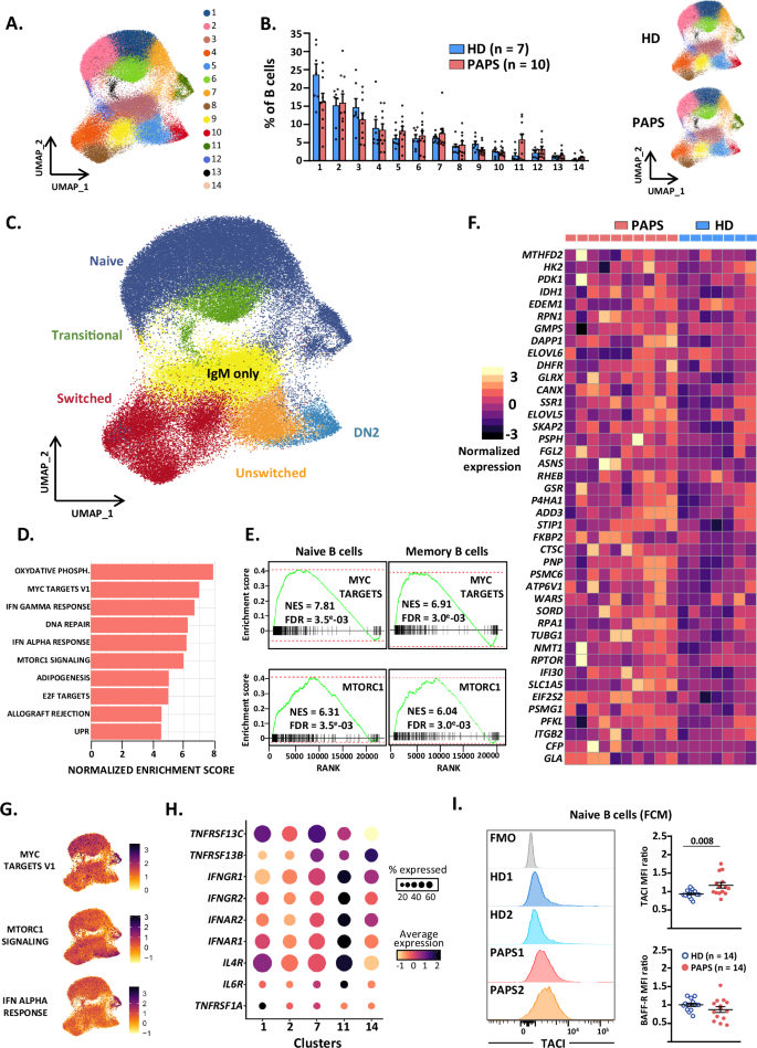 Fig. 6: Peripheral B cells from PAPS patients exhibit mTORC1 and MYC transcriptomic signature.