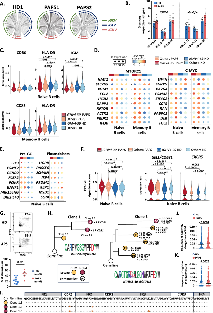 Fig. 7: MYC-mTORC1 dysregulation is associated with follicular differentiation and impaired positive selection.