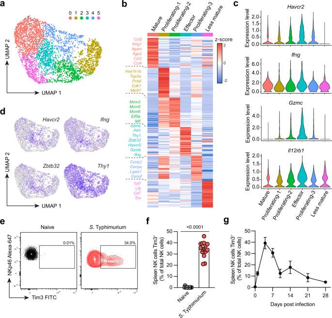 Fig. 1: scRNA-sequencing identifies Tim3 upregulation in effector NK cells during S. Typhimurium infection.