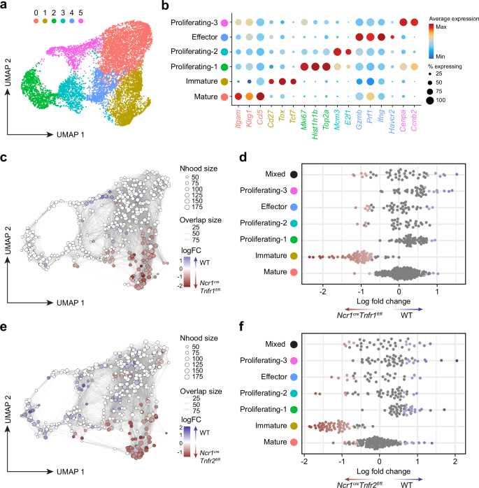 Fig. 5: Deletion of either TNFR1 or TNFR2 reduces NK cell terminal maturation.