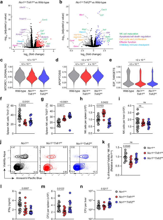 Fig. 6: TNFR1 and TNFR2 have overlapping and opposing effects on NK cells.