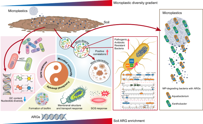 Fig. 7: Conceptual model illustrating the multiple changes in the soil microbiome that contribute to antibiotic resistance enrichment in response to increasing MP diversity.