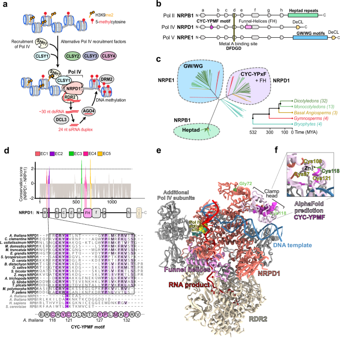 Fig. 1: The Pol IV subunit NRPD1 has an exclusively conserved motif exposed at the enzyme exterior.