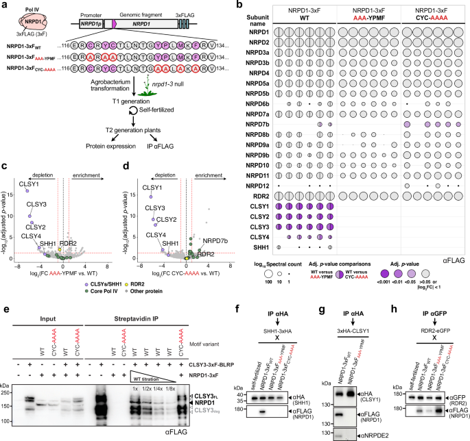 Fig. 2: The CYC-YPMF motif is essential for copurification of Pol IV with its recruitment factors.