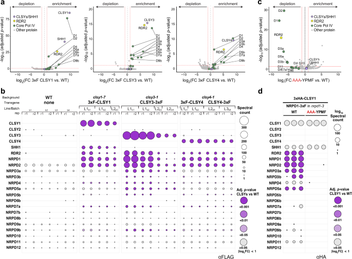 Fig. 3: Pol IV complexes only contain one CLSY family member.