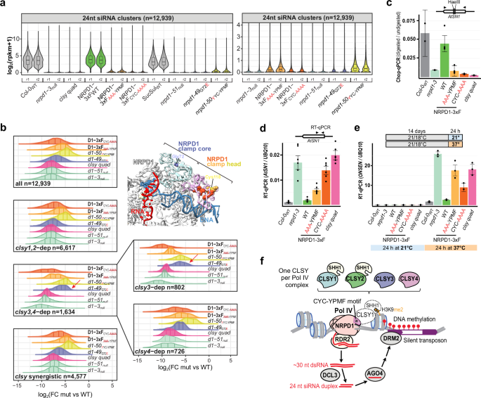 Fig. 4: The CLSY-NRPD1 interaction is important for siRNA biogenesis and TE silencing.