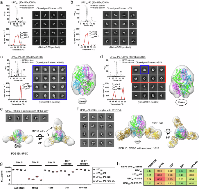 Fig. 5: Design and in vitro characterization of hMPV-F UFCM1 series.