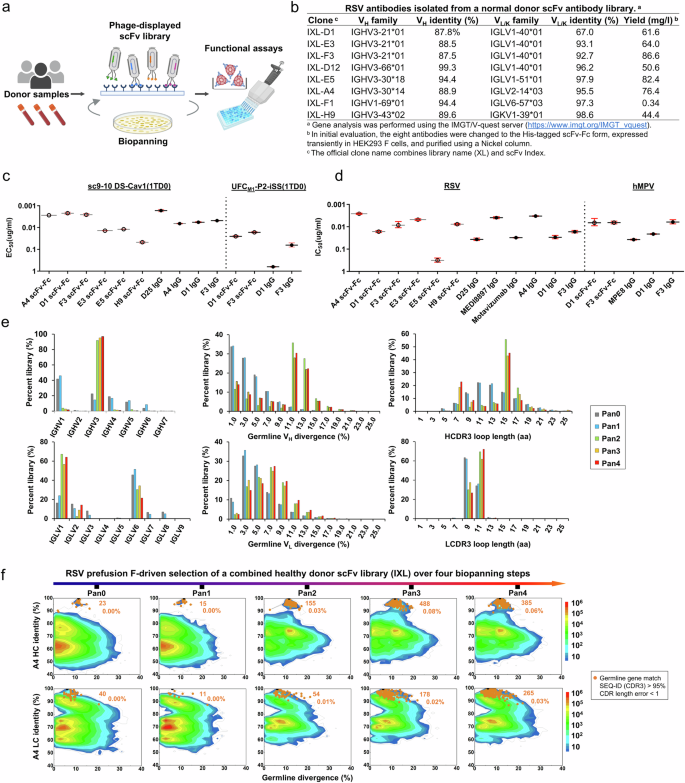 Fig. 7: Potent pneumovirus neutralizing antibodies identified from a human antibody library.