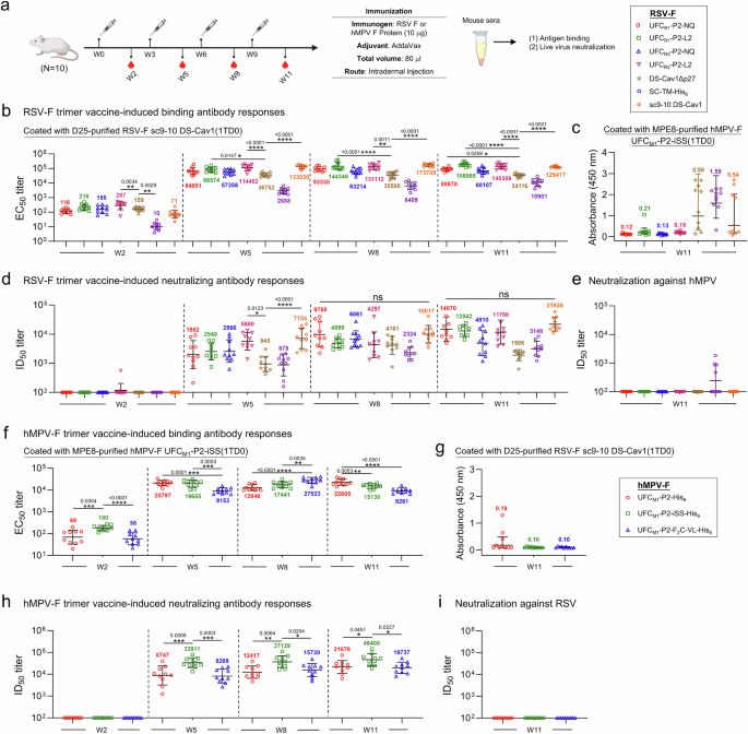 Fig. 9: Antibody responses to rationally designed RSV and hMPV-F trimer vaccines in mice.