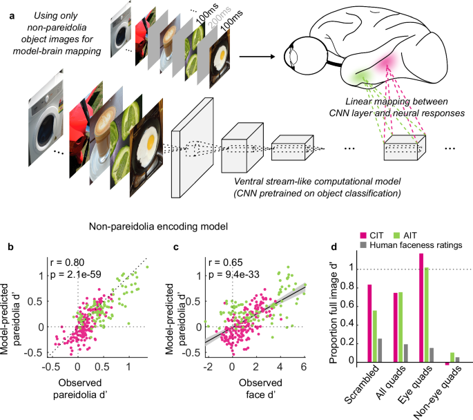 Fig. 7: Pareidolia selectivity is predicted by the feature-tuning estimated from non-pareidolia, non-face images.