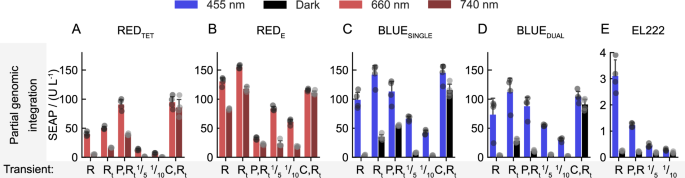 Fig. 2: Partial genomic integration of optogenetic gene switches.