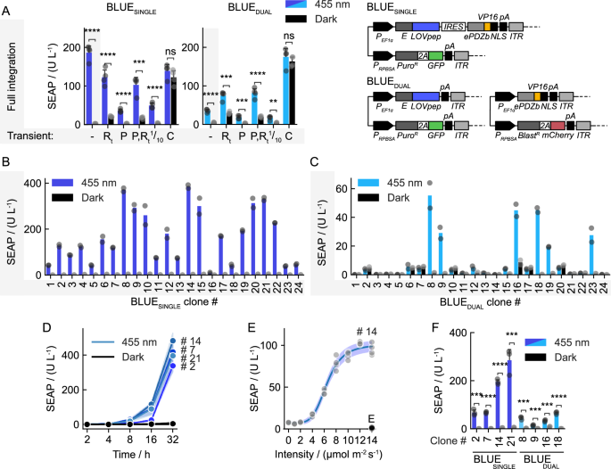 Fig. 3: Complete genomic transposition of optogenetic gene systems.