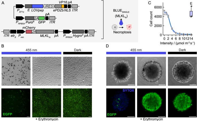 Fig. 4: Optogenetic induction of necroptosis in 2D and 3D mammalian tissue cultures.