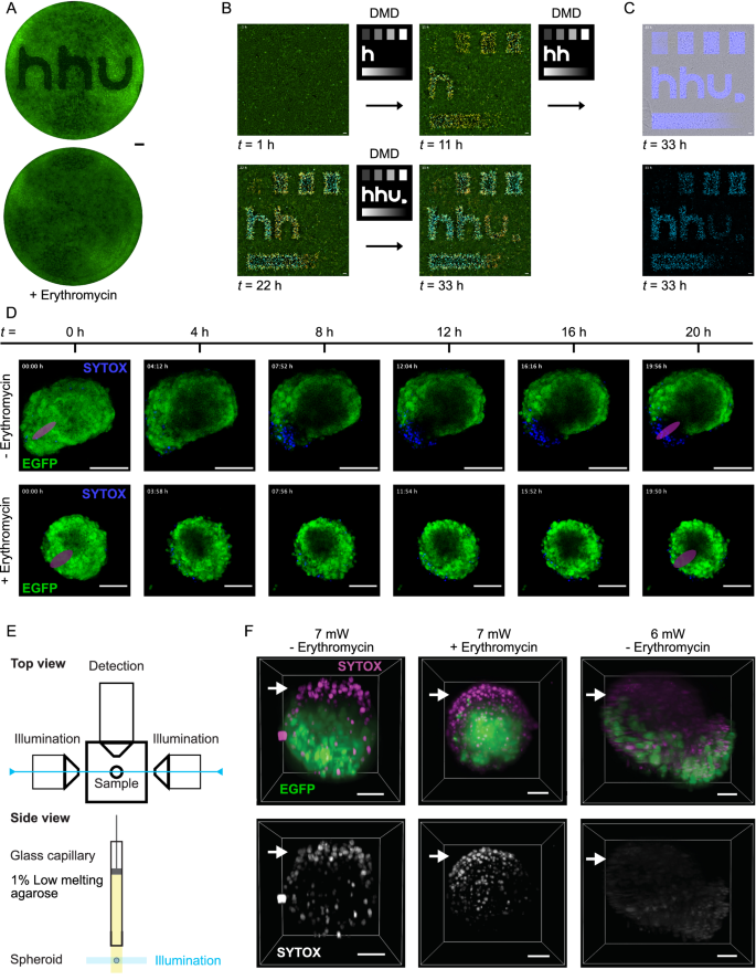 Fig. 5: Spatiotemporal control of 2D and 3D tissues.