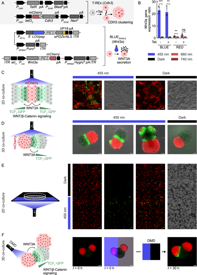 Fig. 6: Optogenetic spatial modulation of polarized WNT3A organizing centers in 2D and 3D cultures.