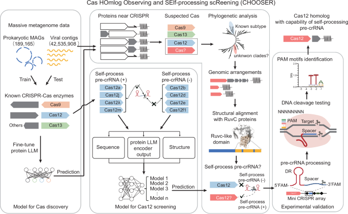 Fig. 1: Schematic diagram of the CHOOSER framework for identifying and functional screening of CRISPR-Cas systems with self-processing pre-crRNA capability.