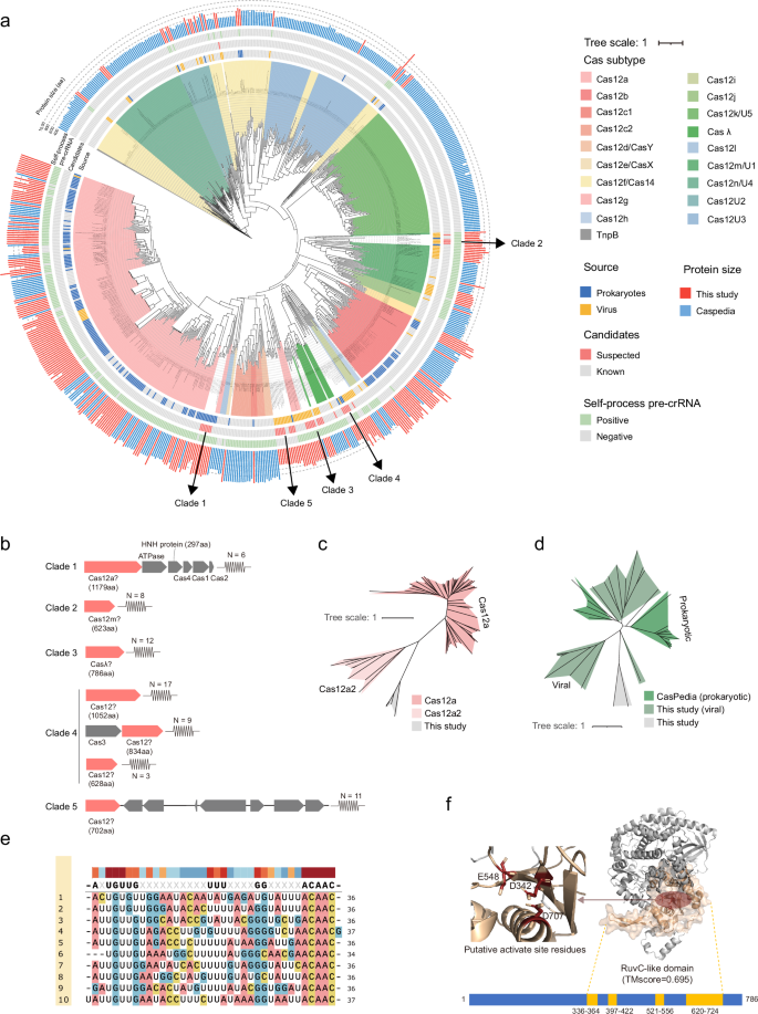 Fig. 4: Analysis of 39 Cas12 candidates.