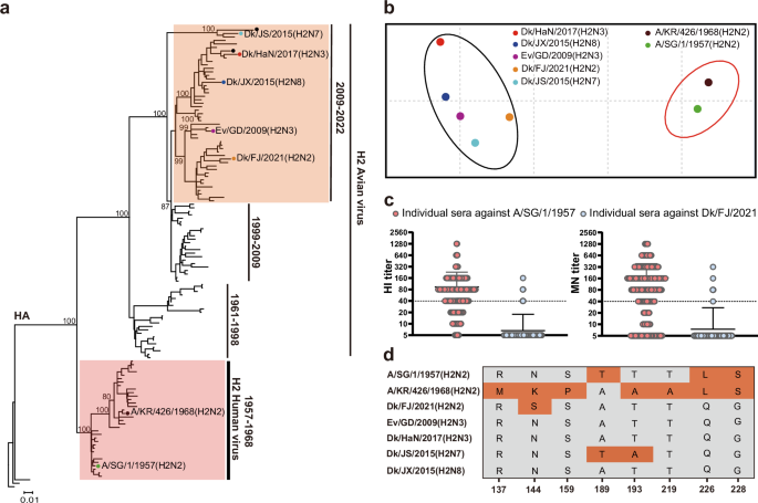 Fig. 1: Phylogenetic and antigenic characteristics of the H2Ny avian influenza viruses identified in this study.