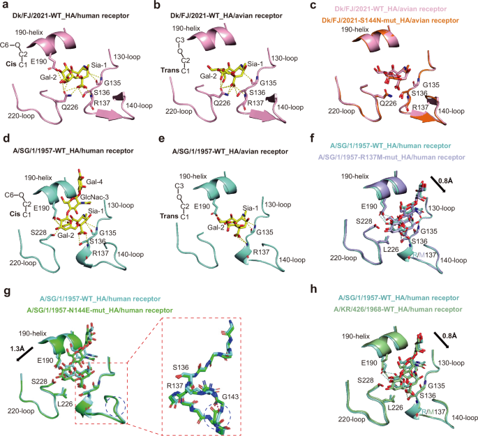 Fig. 4: Structure basis of the interaction between H2N2 HAs and avian and human receptor analogs.