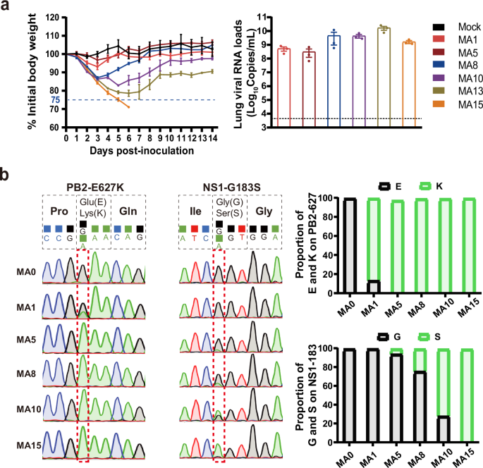 Fig. 5: Dynamic adaptation of H2N2 avian influenza virus in mice.
