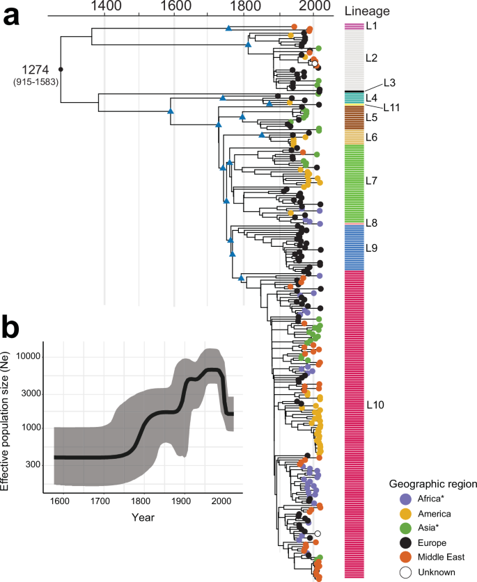 Fig. 3: Timed phylogeny of a representative subsample of 256 SPB- PG1 isolates.