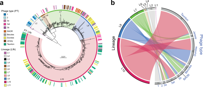 Fig. 4: Correlation between genome and phage-typing data for SPB- PG1.