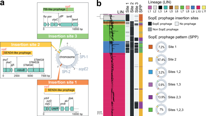 Fig. 6: Lineage-specific accumulation of sopE prophages in SPB- PG1.