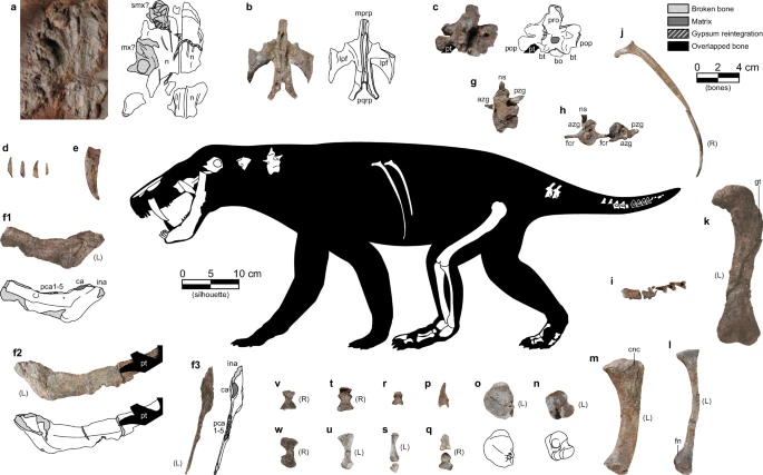 Restos fósiles de gorgonopsios