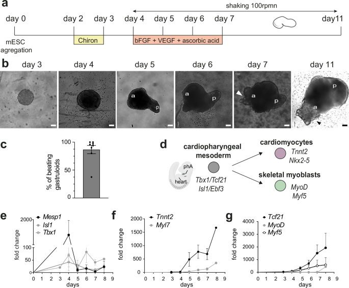 Fig. 1: The culture of gastruloids for 11 days allows the transcription of markers of the CPM and their derivatives.