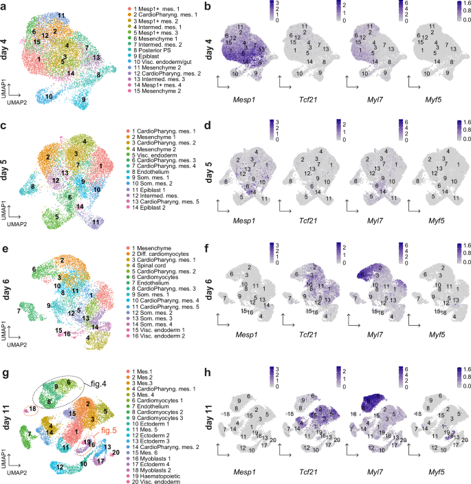 Fig. 3: Transcriptomic analysis reveals cardiopharyngeal mesoderm subpopulations in gastruloids.