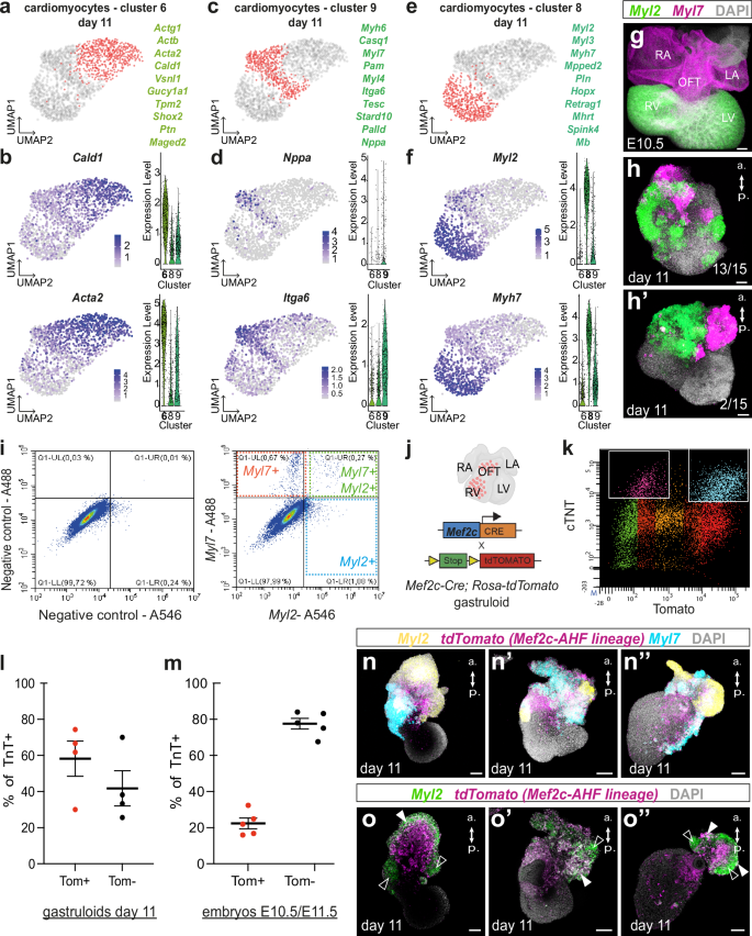 Fig. 4: Different subtypes of cardiomyocytes differentiate in gastruloids.