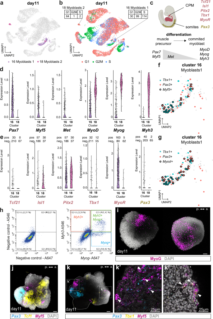 Fig. 5: Skeletal myogenesis takes place in gastruloids from the CPM and somitic mesoderm.