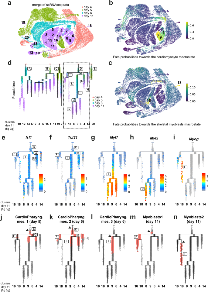 Fig. 6: Myogenic trajectories are found in gastruloids over time.