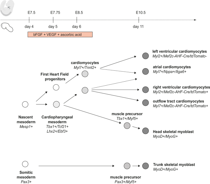 Fig. 7: Schematic representation of the developmental timing of CPM specification and differentiation in gastruloids in comparison with the mouse model.