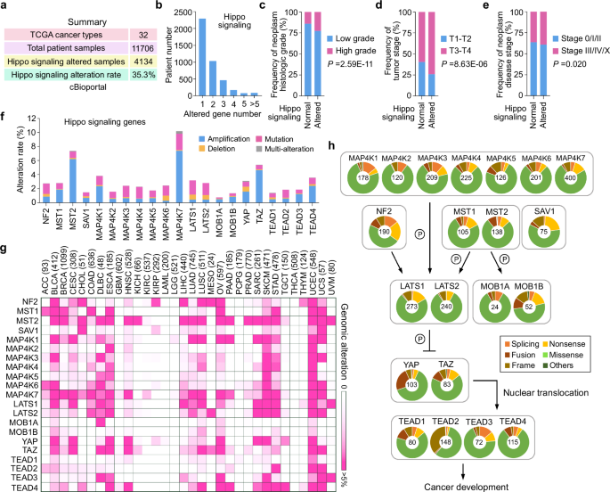 Fig. 1: Analysis of Hippo signaling gene alterations in the human cancer genome.