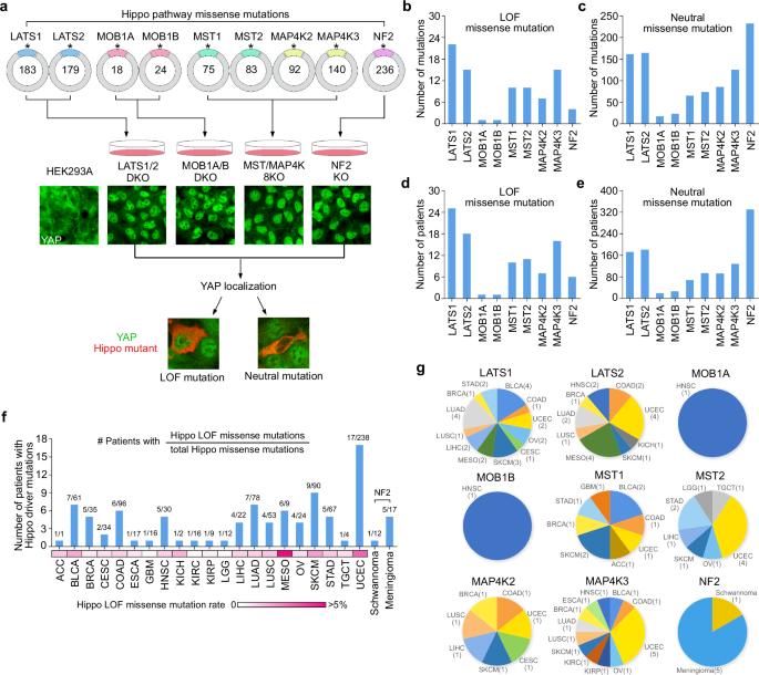 Fig. 2: Functional annotation of the Hippo pathway somatic mutations.