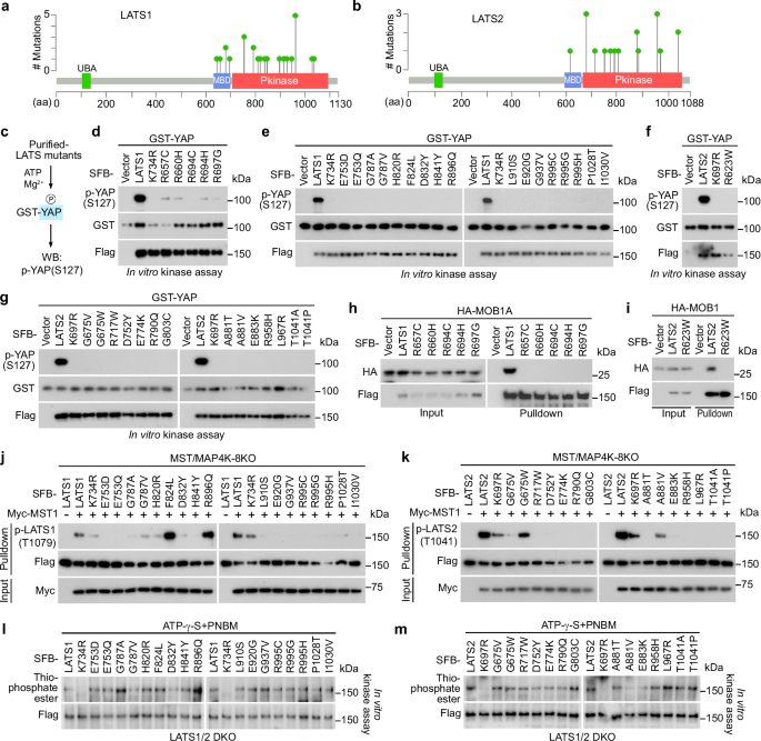 Fig. 3: Characterization of the LATS1/2 LOF missense mutations.