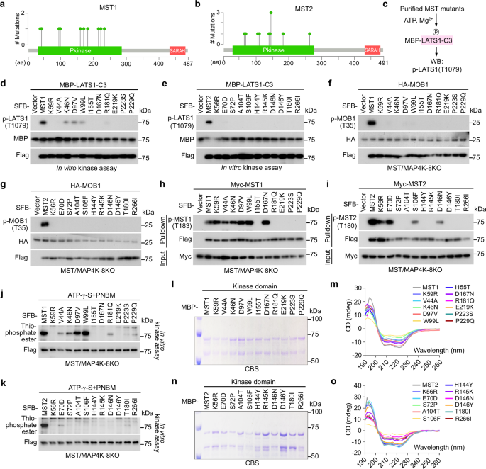Fig. 4: Analysis of the MST1/2 LOF missense mutations.
