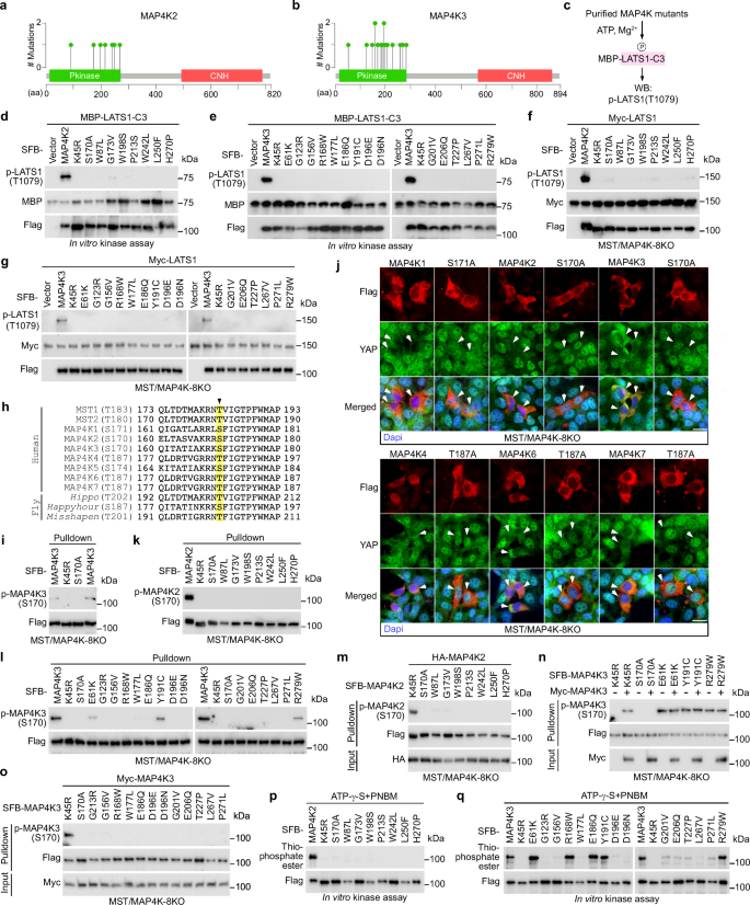 Fig. 5: Elucidation of the MAP4K2/3 LOF missense mutations.